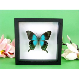 asiahouse24 A Real Exotic Prepared Butterfly in Picture Frame Wall Picture Display Case Entomology Taxidermy (Ocean Green Swallowtail)