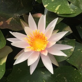 Arc-en-ciel Live Perennial Water Lily Perfect Pond Plant Pre Grown Bare Root Waterlily Outdoor Koi Pond or Container Ponds Lillies pregrown Lilly pad