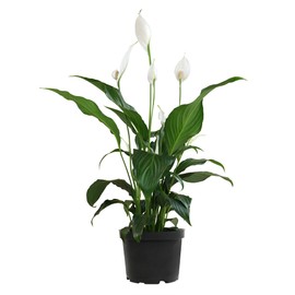 Peace Lily in 6 Inch Plant Pot for Plants, Easy Peace Lily Plant Indoor Live House Plants Live Plants Indoor, Low Light Plants Live Houseplants Live Indoor Plants Live Houseplants by Plants for Pets