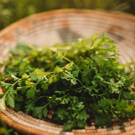 Garden Cress - 300Seeds - Heirloom & Open-Pollinated Variety, non-GMO Vegetable Seeds for Planting, Grow Your Own Salad Greens Indoors or Outdoors in Containers or the Home Garden, Thresh Seed Company