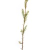 The Jonsteen Company Pond Cypress | Medium Tree Seedling |