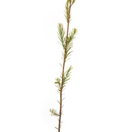 The Jonsteen Company Pond Cypress | Medium Tree Seedling | The Jonsteen Company
