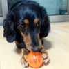 JW Pet Dog Toy Mellow Ball Small Orange