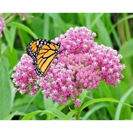 Little Seed Store 51+SWAMP ROSE MILKWEED Seeds Native Wildflower Patio Container Flower Garden