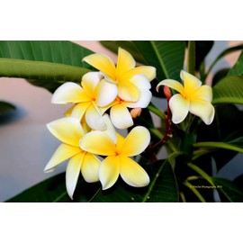 1 Hawaiian Yellow Plumeria Plant Cutting Grow Hawaii Unrooted