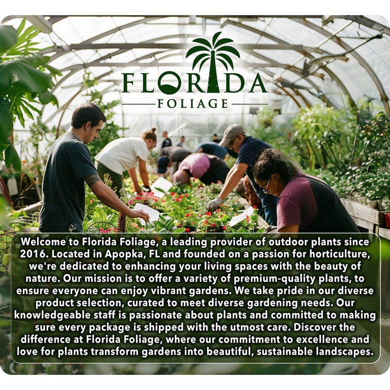 Blue Pacific Shore Juniper | 40 Live Plants | Juniperus