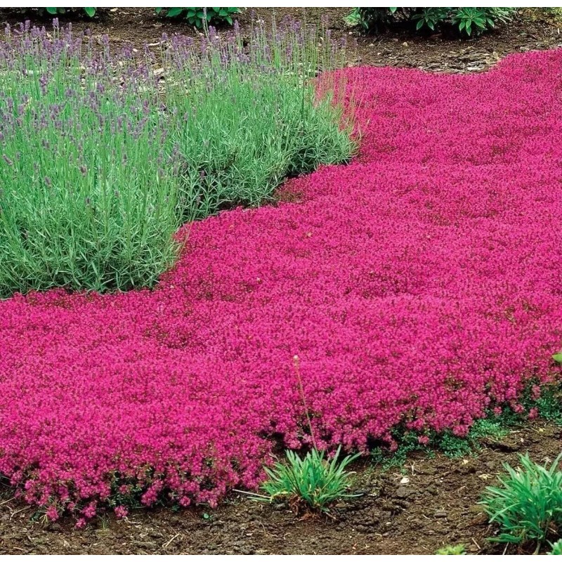 500+ Red Creeping Thyme Seeds -- Groundcover -- Non-GMO --