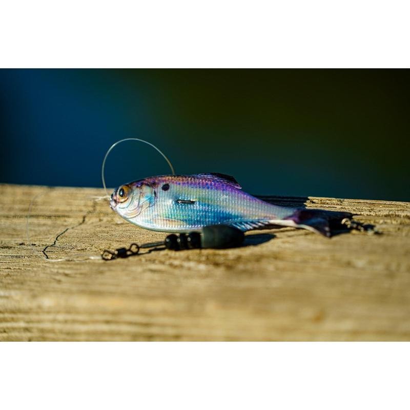 Panorama - Live Gizzard Shad - Size: 6.5" (2/pk)