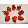 Dragons Breath Pepper Seeds