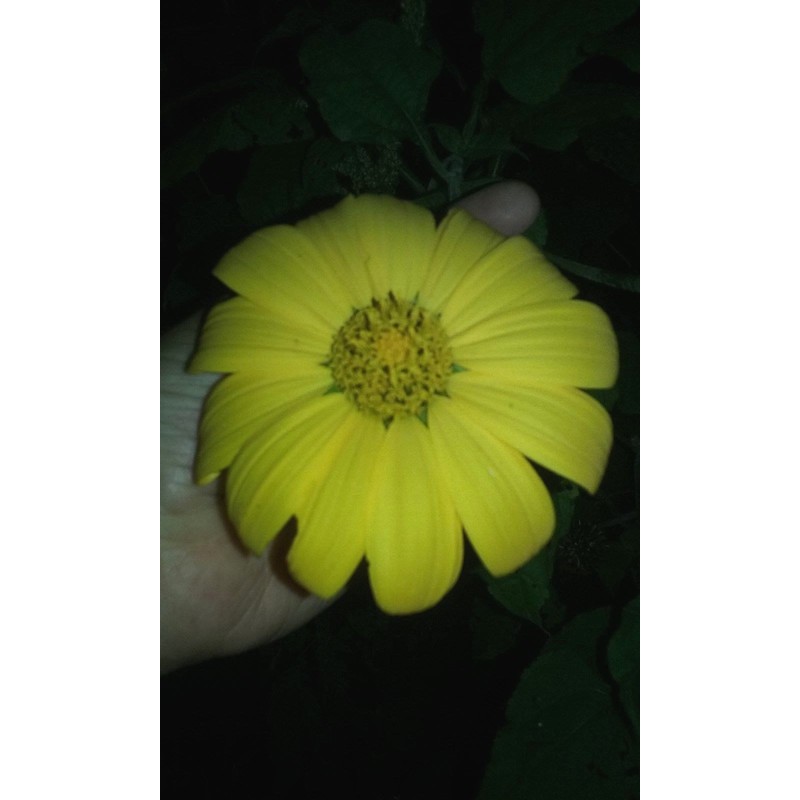 Seeds Bee Blooming Mexican Sunflower Mix - 20 Seeds BOLD