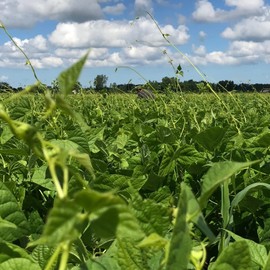 Navy Beans Organically Grown in Michigan, USDA Organic Certified, Non-GMO, Farmer Direct, Gluten Free, Vegan, Dry 10 Lbs / 4.53 Kg Total // Findlay's Organics