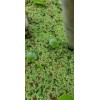 1 CUP of Live Azolla / Mosquito Fern - Aquarium