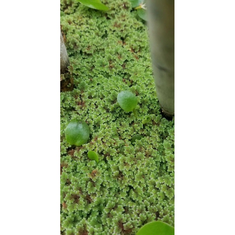 1 CUP of Live Azolla / Mosquito Fern - Aquarium