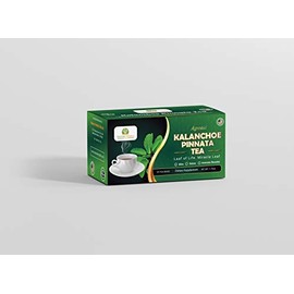 Kalanchoe Pinnata-Leaf of Life (Bryophyllum Pinnatum) Tea. 1 Box. Antioxidantes de Kalanchoe Pinnata-Siempreviva (Bryophyllum Pinnatum).