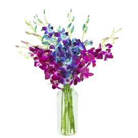 KaBloom PRIME NEXT DAY DELIVERY - Fall Collection - National Collection Tropics Bouquet of Blue and Purple Orchids with Vase.Gift for Birthday, Easter, Valentine, Mother’s Day Fresh Flowers