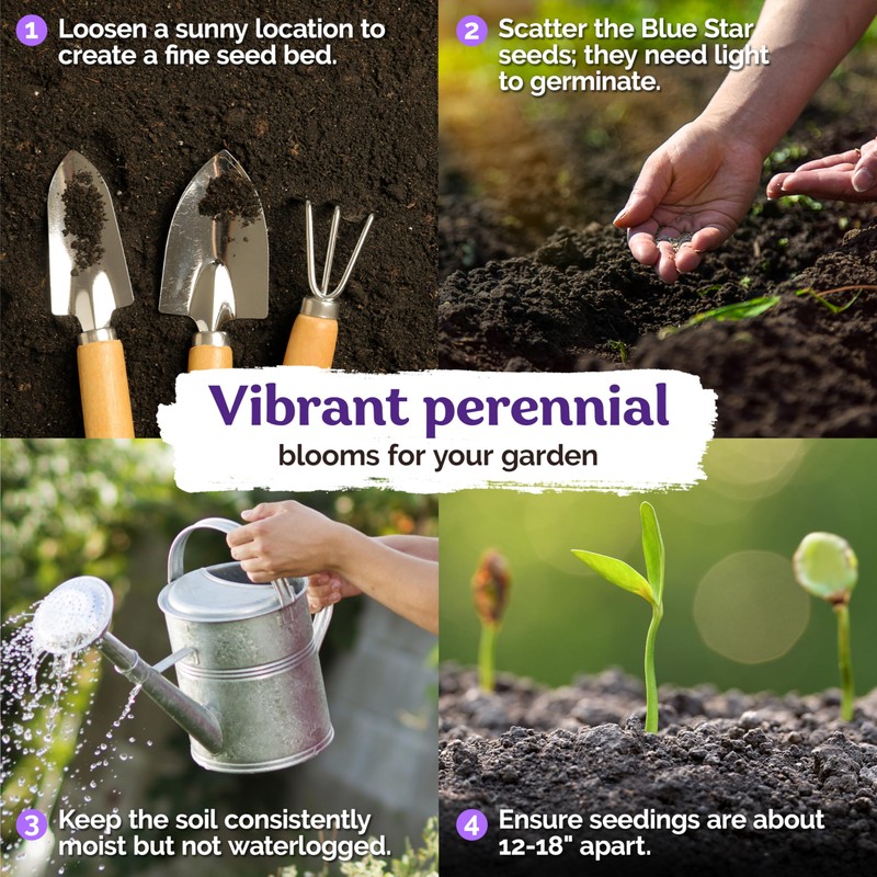 KVITER 25 Blue Star Sea Holly Seeds (Eryngium Planum) –