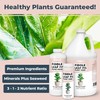 TPS NUTRIENTS Fiddle Leaf Fig Plant Food for All Fig
