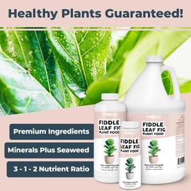 TPS NUTRIENTS Fiddle Leaf Fig Plant Food for All Fig and Other Ficus Trees, Liquid Houseplant Fertilizer 8 oz (250mL)