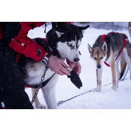 Neewa Adventure Cordura Dog Booties (Large, Black): Ultimate Paw Protectors for Snow and Outdoor Activities - Pack of 10