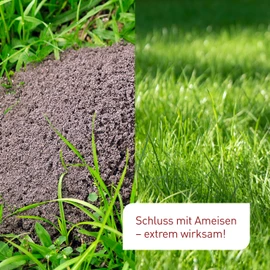 Plantura SF Nematodes Against Ants - 100% Organic & Highly Effective, Easy to Use, Beneficial Insects from Germany, 10 Million for up to 10 Nests/Approx. 2 m Wall