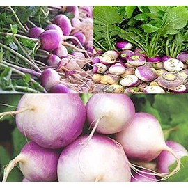 1 lb (180,000+ Seeds) Purple Top White Globe Turnip seeds - Greens contains even more nutrients - 50 Days until Harvest - Non-GMO Seeds By MySeeds.Co (1 lb Purple Top White Globe Turnip)