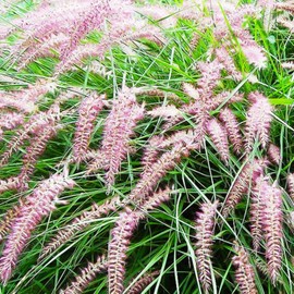 3 Fountain Grass Plants Live, Clumps 5-9 Inch Tall, Ornamental Grass Tree Live Shrub Bush for Planting, Ornamental Grass Live (Pink Rose Fountain Grass)