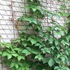 2 m x 5 m Plant Support Net Natural Jute