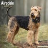 Airedale Terrier 2025 - 16-Monatskalender: Original Avonside-Kalender [Mehrsprachig] [Kalender] (Wall-Kalender)