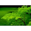 Buy Rare Seeds Moringa oleifera PKM2 | 5_Seeds