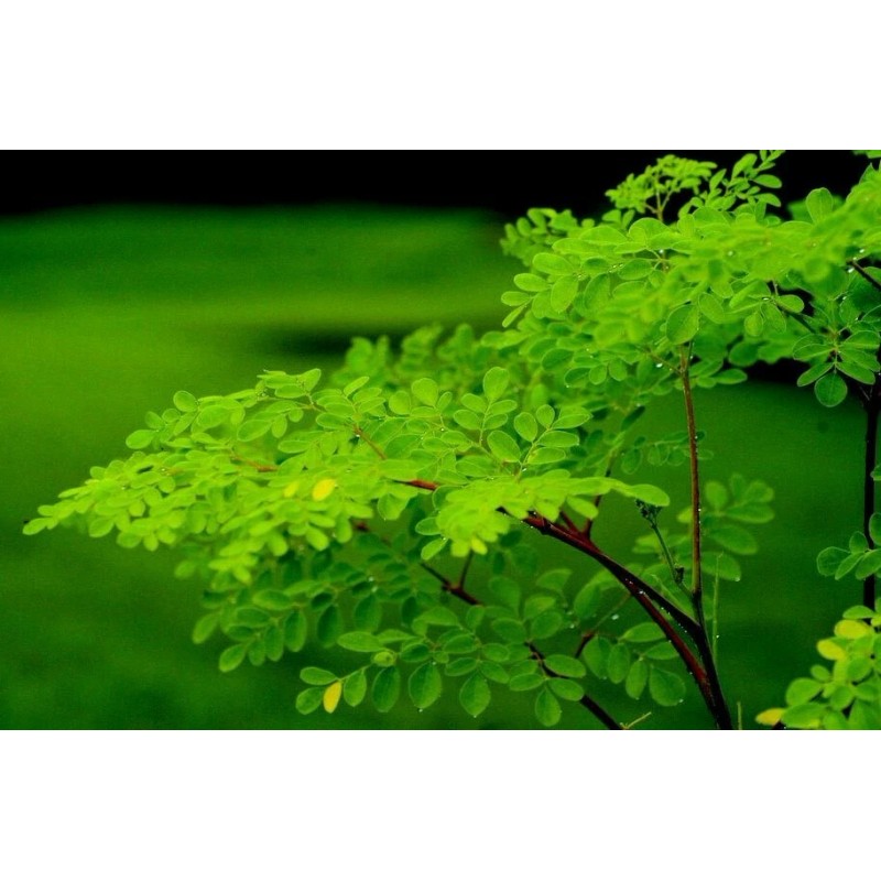 Buy Rare Seeds Moringa oleifera PKM2 | 5_Seeds