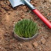 Aulock 1 Gallon Plant Root Protector for Gopher Voles Moles,