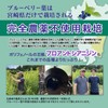 ブルベリーフ ブルーベリー ポリフェノール ルテイン サプリメント (大学/県との共同研究) 九州産 ゼアキサンチンプロアントシアニジン クロロゲン酸 農薬不使用