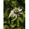 40pcs Passion Flower Seeds Garden Passiflora Potted Plants