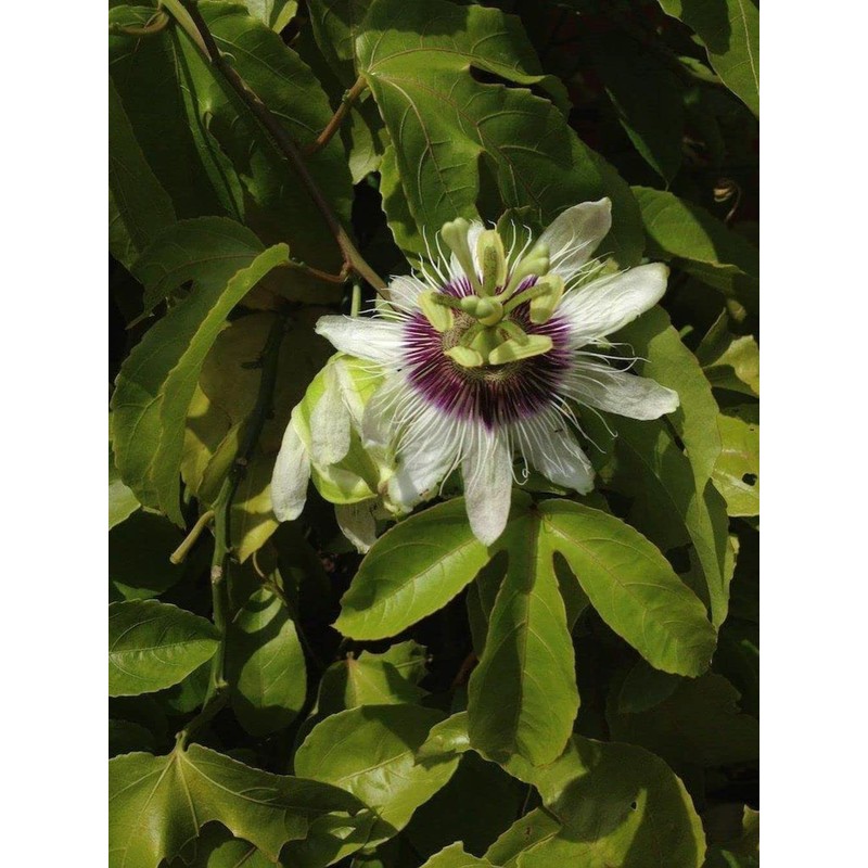 40pcs Passion Flower Seeds Garden Passiflora Potted Plants