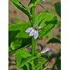 Pure Herbs: Indian Tobacco (Lobelia)- 4 oz.