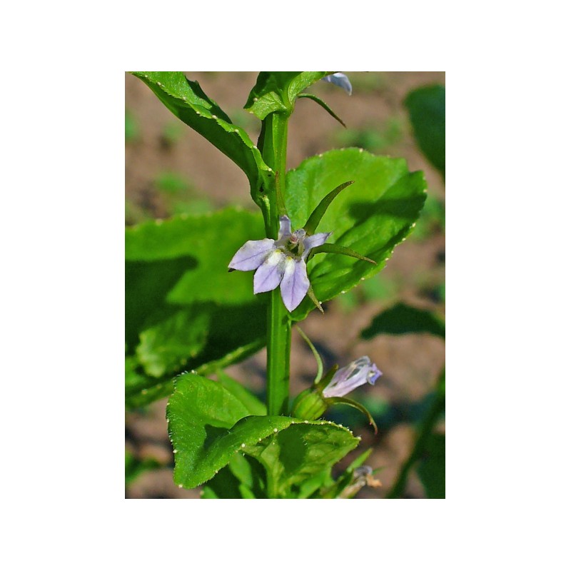 Pure Herbs: Indian Tobacco (Lobelia)- 4 oz.