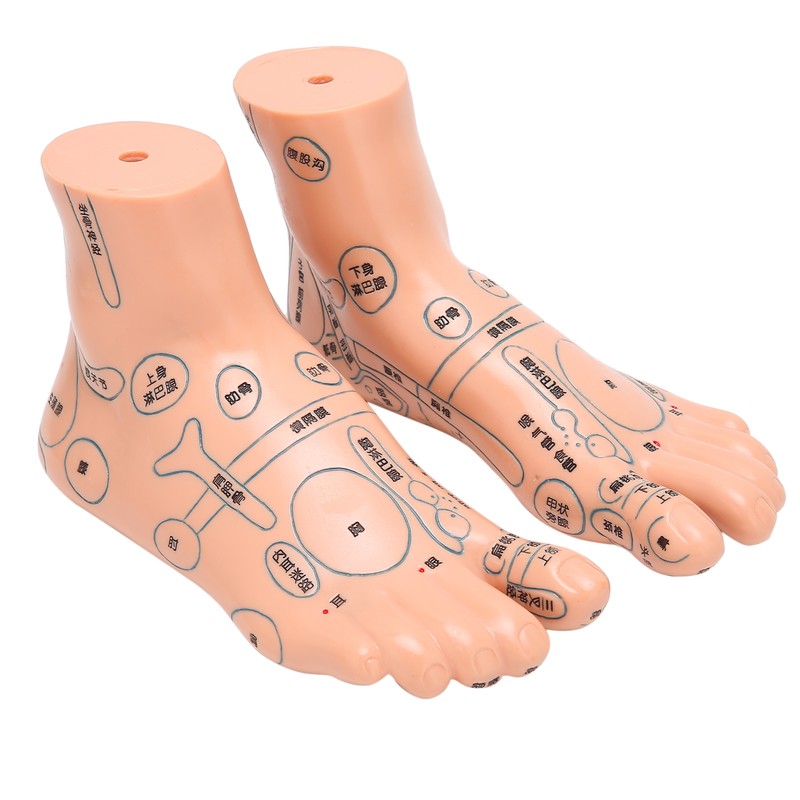 2pcs 19cm / 7.5in Feet Acupoint Model Acupuncture Teaching Aids