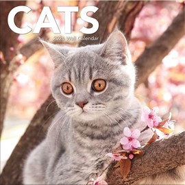 TURNER PHOTOGRAPHIC Cats 12x12 Photo Wall Calendar (26998940012)