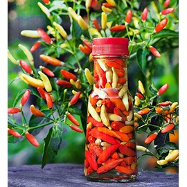 30+ Tabasco Hot Pepper Seeds Heirloom Non-GMO Red Chili Spicy, Rich Flavor, Productive, from USA!