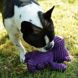 PetLike Squeaky Plush Dog Toys Durable Play, Funny Cute Dog Super Soft Stuffed Plush Toy Dog Chew Toys for Small Medium Dogs