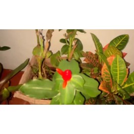 NAUTIC GARDENS GINGER  SHAMPOO (Zingiber zerumbet)  12”- 16” WOW!