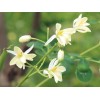 Buy Rare Seeds Moringa oleifera PKM2 | 5_Seeds