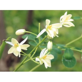 Buy Rare Seeds Moringa oleifera PKM2 | 5_Seeds