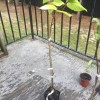 Tree Black Walnut Tree - 12-18" Tall Seedling - Live