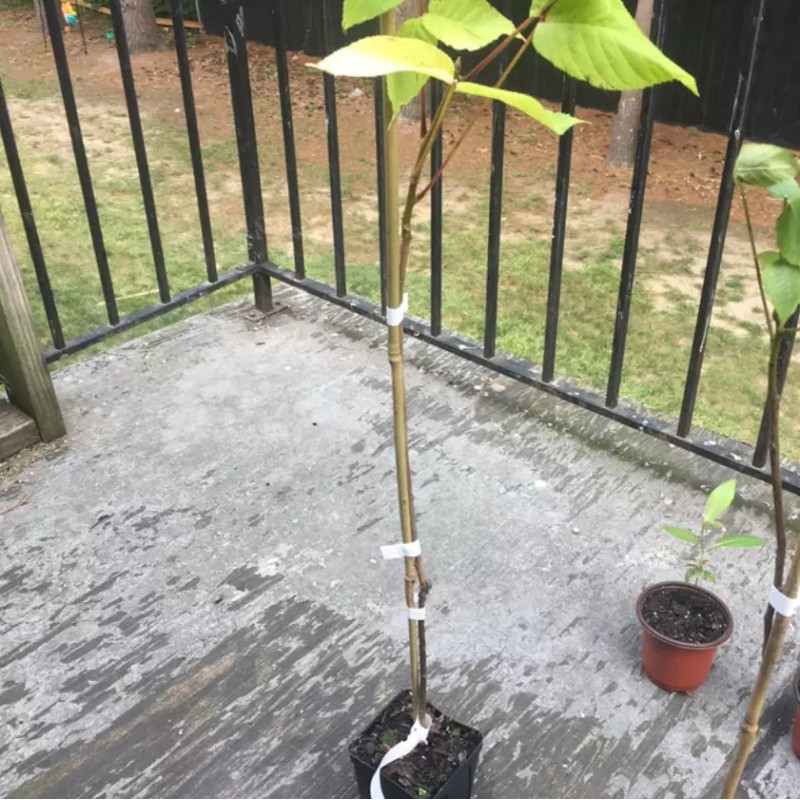 Tree Black Walnut Tree - 12-18" Tall Seedling - Live