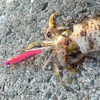 Goture Egging Set Squid Fishing No. 3.0 5 Pcs Aori