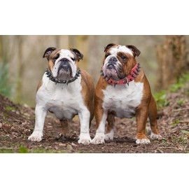 Spiked Dog Collar, Sharp Spike Studded Anti-Bite Protect Pets Neck Adjustable for Medium Large Breed Dogs as Mastiff Pitbull Pug Bulldog, Black Rivets 2-Inch Wide Red 21-24"