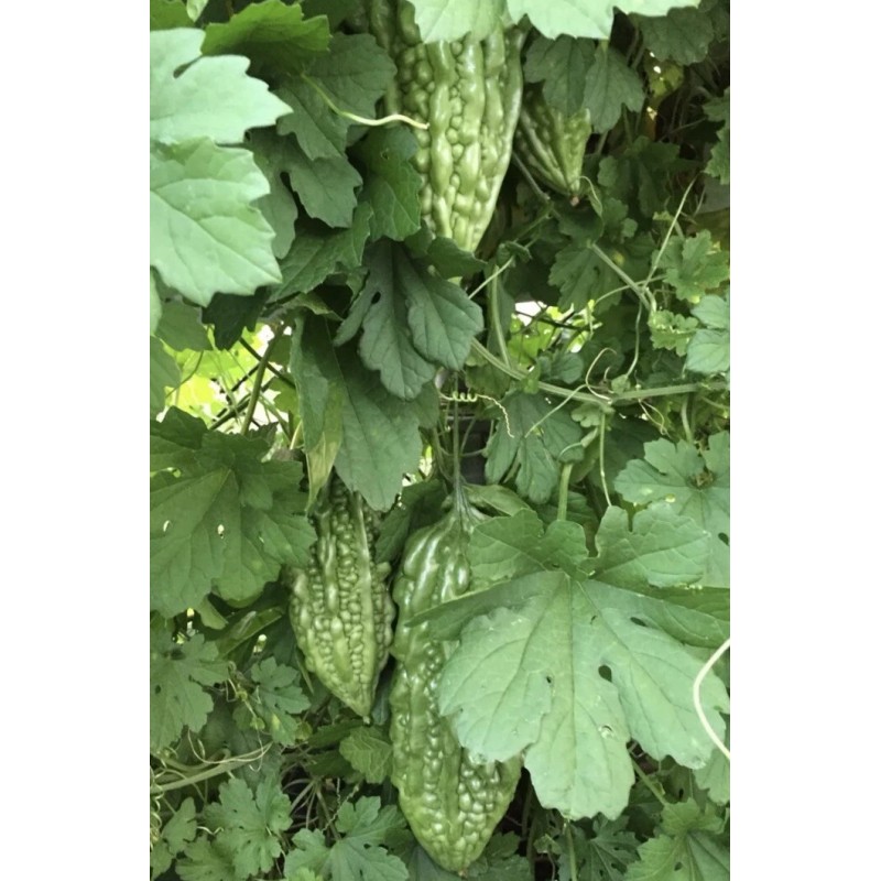 BitterMelon Plant Starter Plant 5” With Pot Ready To Plant