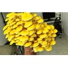 Roots ORGANIC - Golden Oyster Mushroom (Pleurotus citrinopileatu