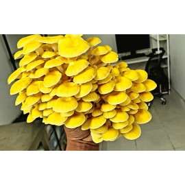 Roots ORGANIC - Golden Oyster Mushroom (Pleurotus citrinopileatu